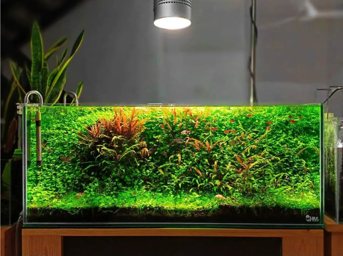 水槽ライトWEEK AQUA FLARE UVA L600 PRO RGB-UV