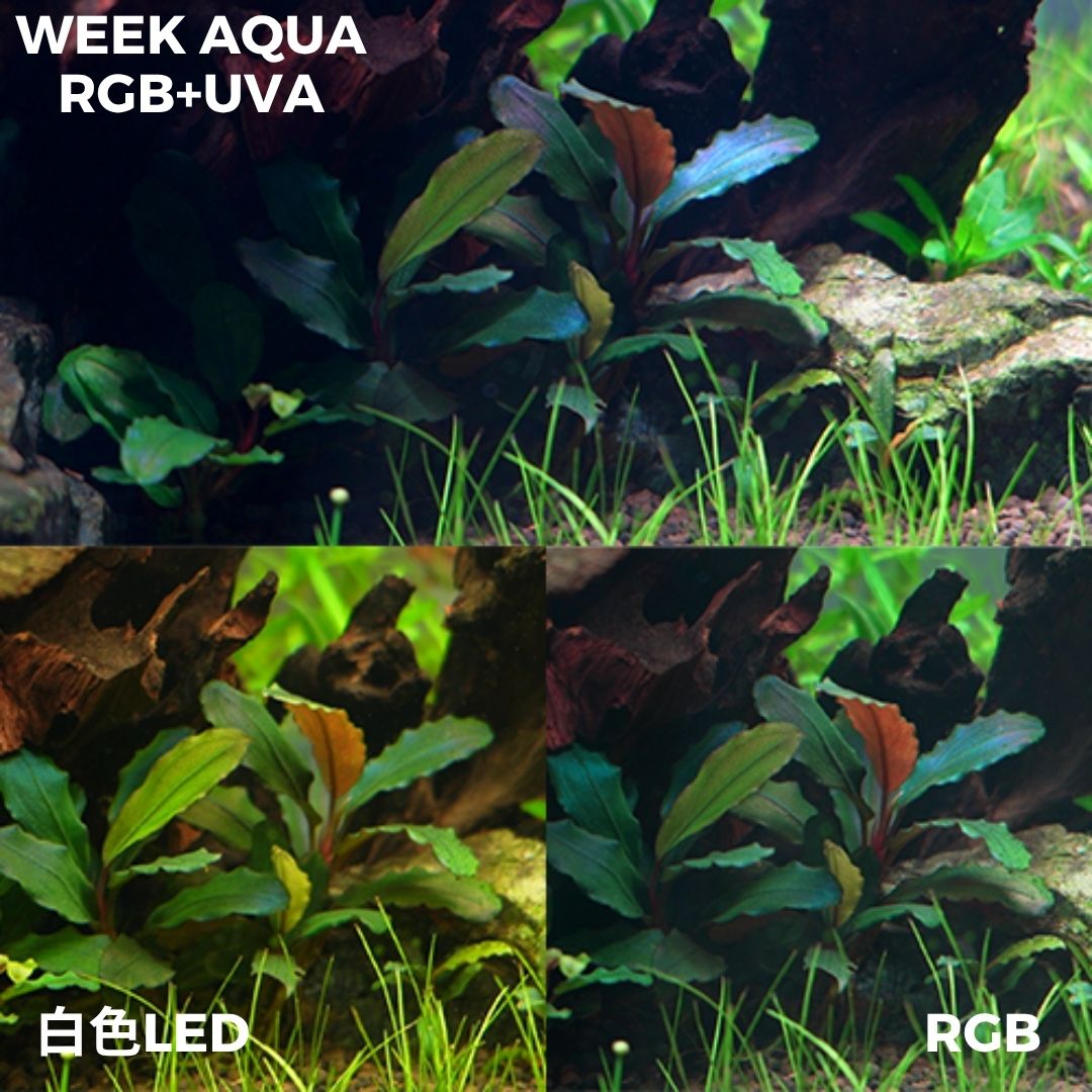 WEEK AQUA NEW T95 PRO RGB+UVA Aquarium Lightning NEW T90 MINI SPOT【WEEK AQUA INTERNATIONAL】