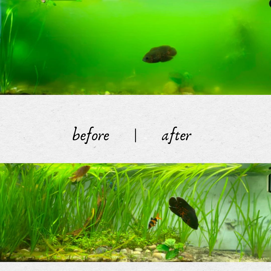 DOCTOR K : The Zen Clarity Ozone Healer : The Ultimate Aquarium Ozone Clarifier. Algae Control & Crystal Clear Water at Your Fingertips.