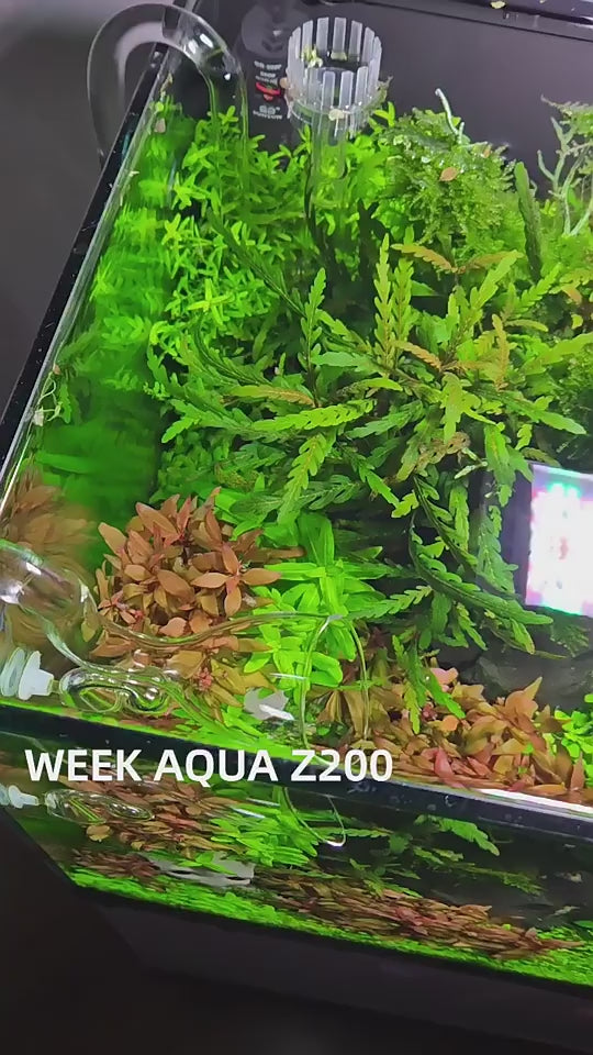 WEEK AQUA NEW Z200 Series WRGB RGB UVA Aquarium Lightning【WEEK AQUA  INTERNATIONAL】