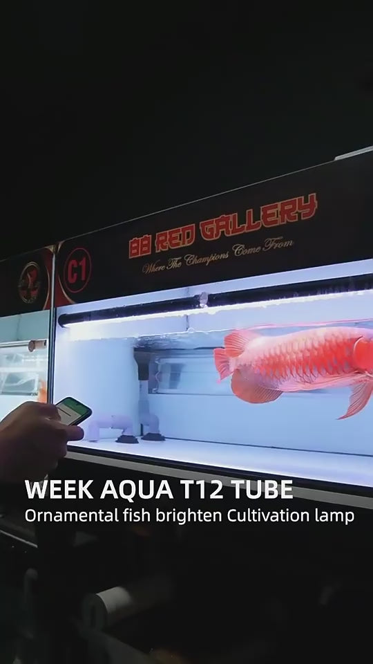 WEEK AQUA NEW T12 TUBE Aquarium Lightning【WEEK AQUA INTERNATIONAL